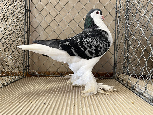 Lahore blaugehämmert